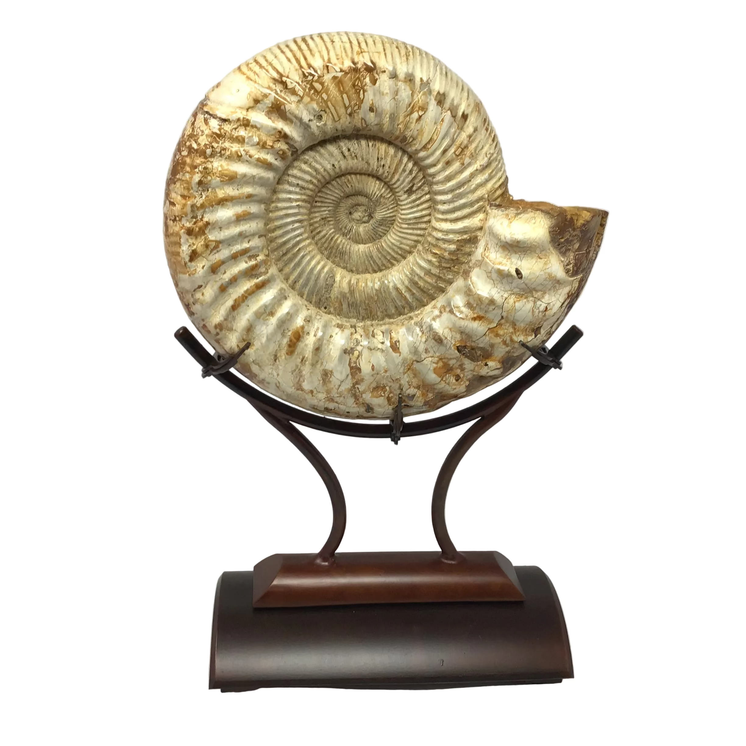 Ammonite Polished in a Custom Claw Stand with Rust Patina Finish