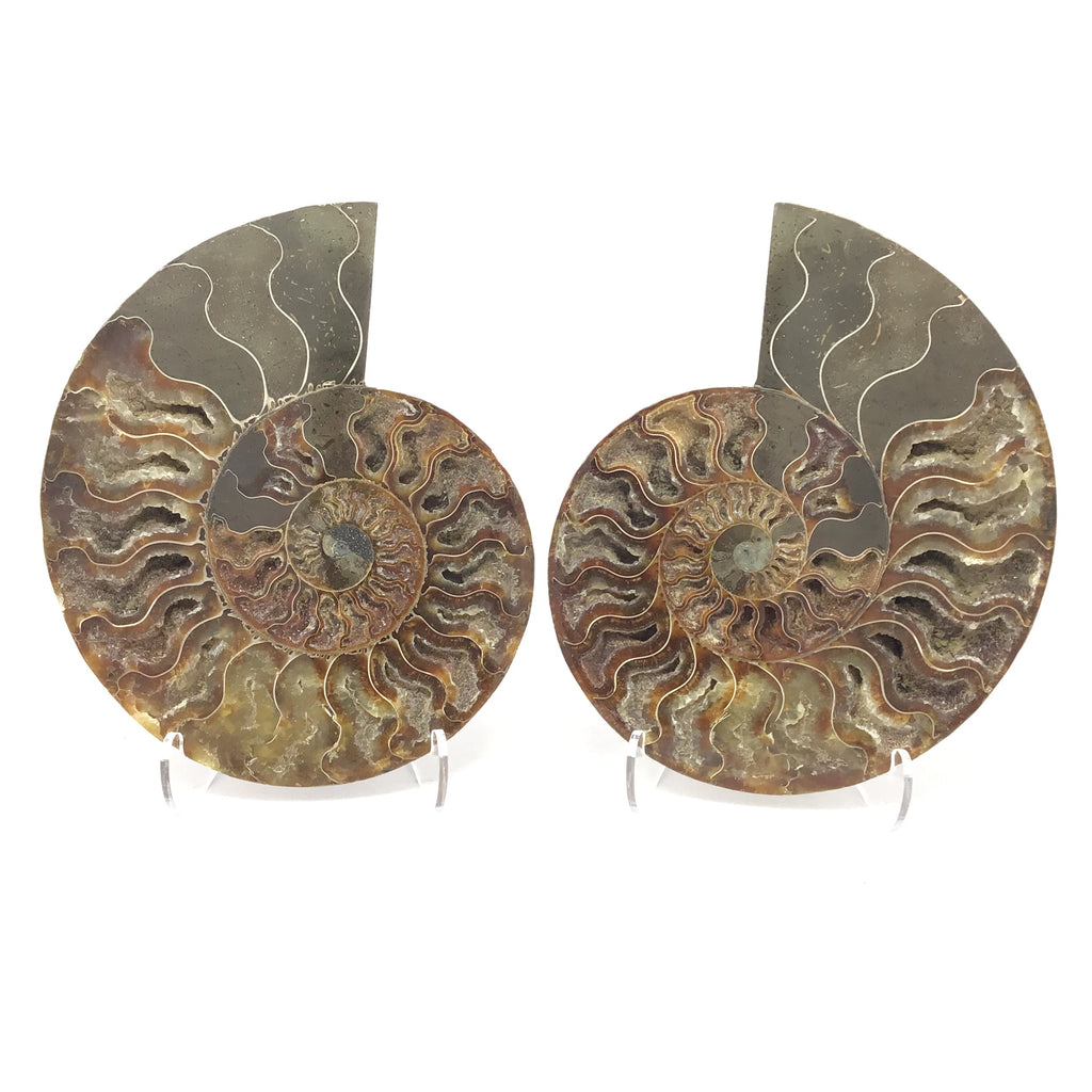 Ammonite Pairs with Calcite Druze Cavities in a Lucite Easel Stand
