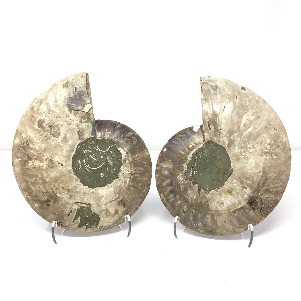 Ammonite Pairs with Calcite Druze Cavities in a Lucite Easel Stand