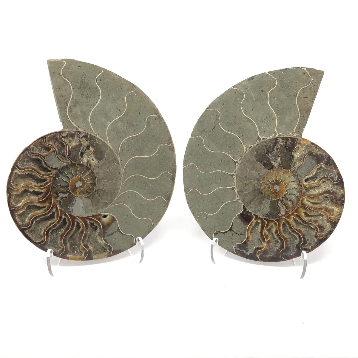 Ammonite Pairs with Calcite Druze Cavities in a Lucite Easel Stand