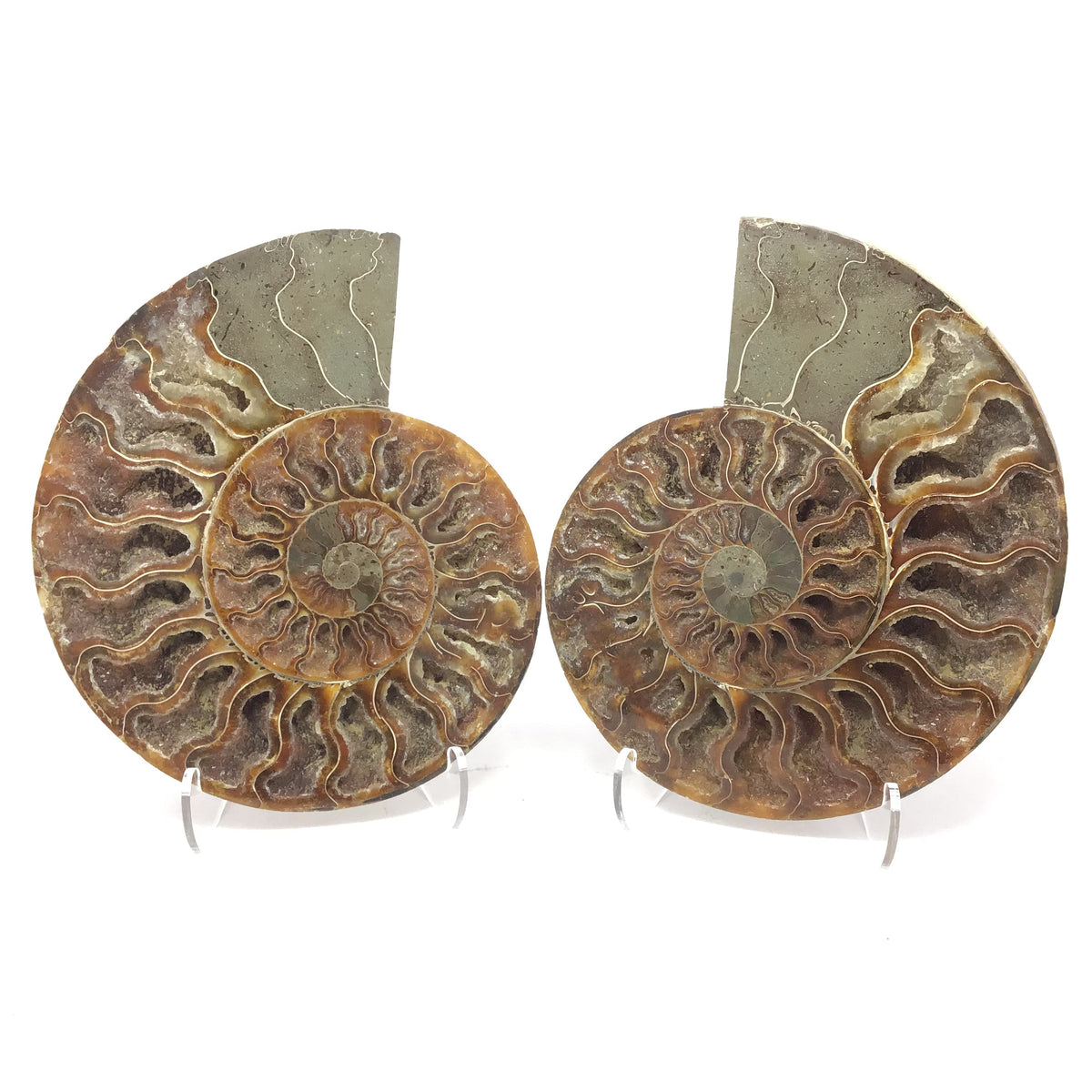 Ammonite Pairs with Calcite Druze Cavities in a Lucite Easel Stand