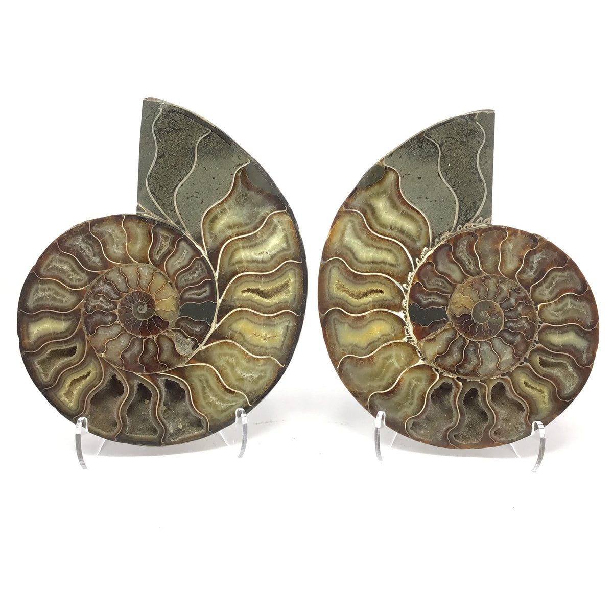 Ammonite Pairs with Calcite Druze Cavities in a Lucite Easel Stand