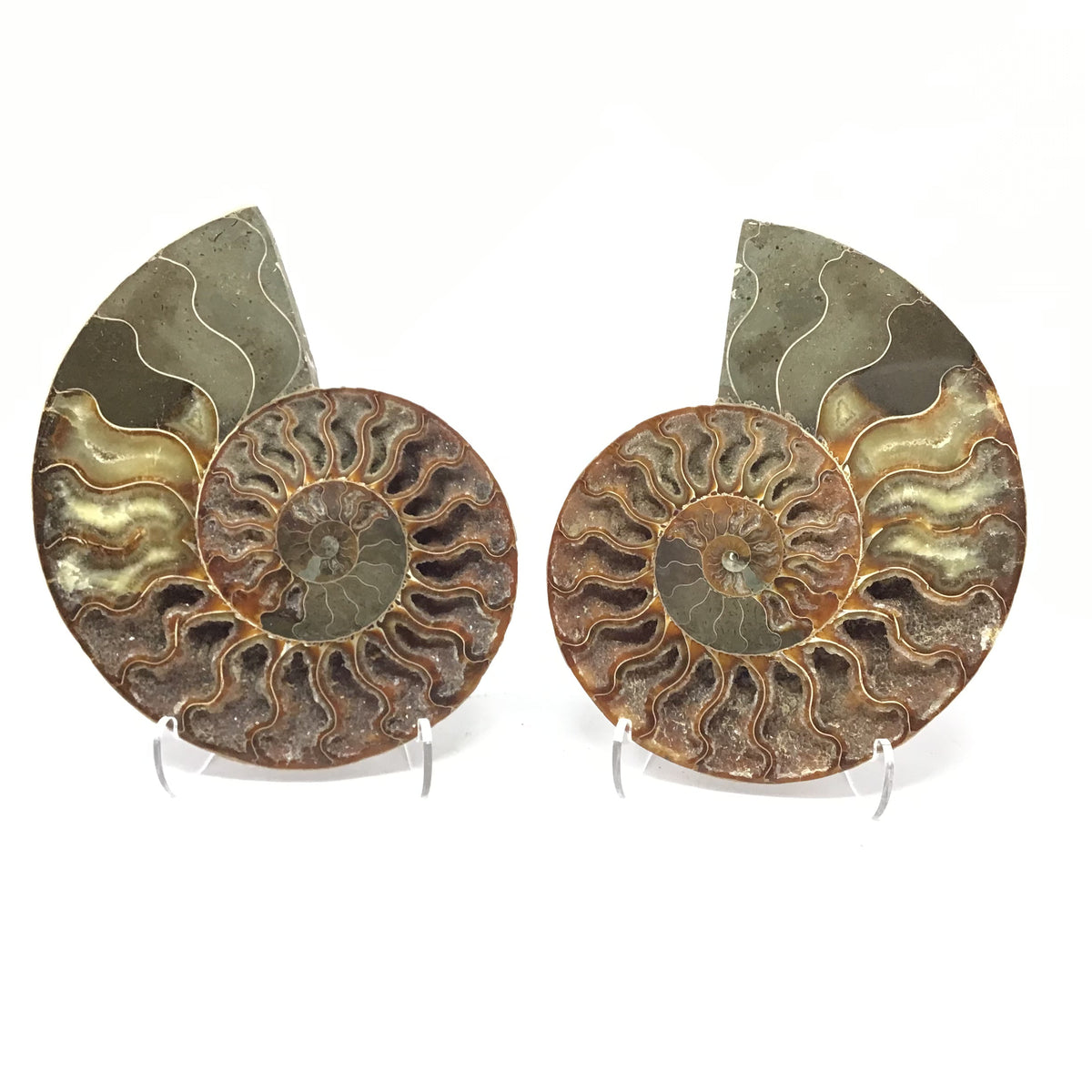 Ammonite Pairs with Calcite Druze Cavities in a Lucite Easel Stand