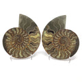 Ammonite Pairs with Sparkly Calcite Filled Cavities on a Lucite Easel Stand