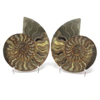 Ammonite Pairs with Sparkly Calcite Filled Cavities on a Lucite Easel Stand