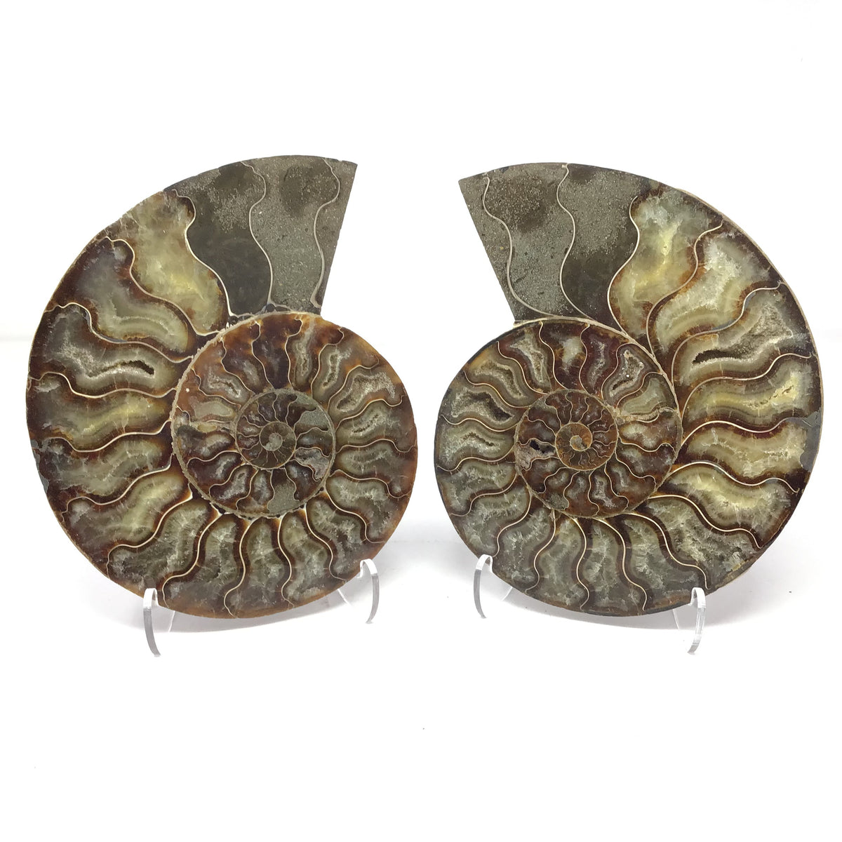 Ammonite Pairs with Sparkly Calcite Filled Cavities on a Lucite Easel Stand