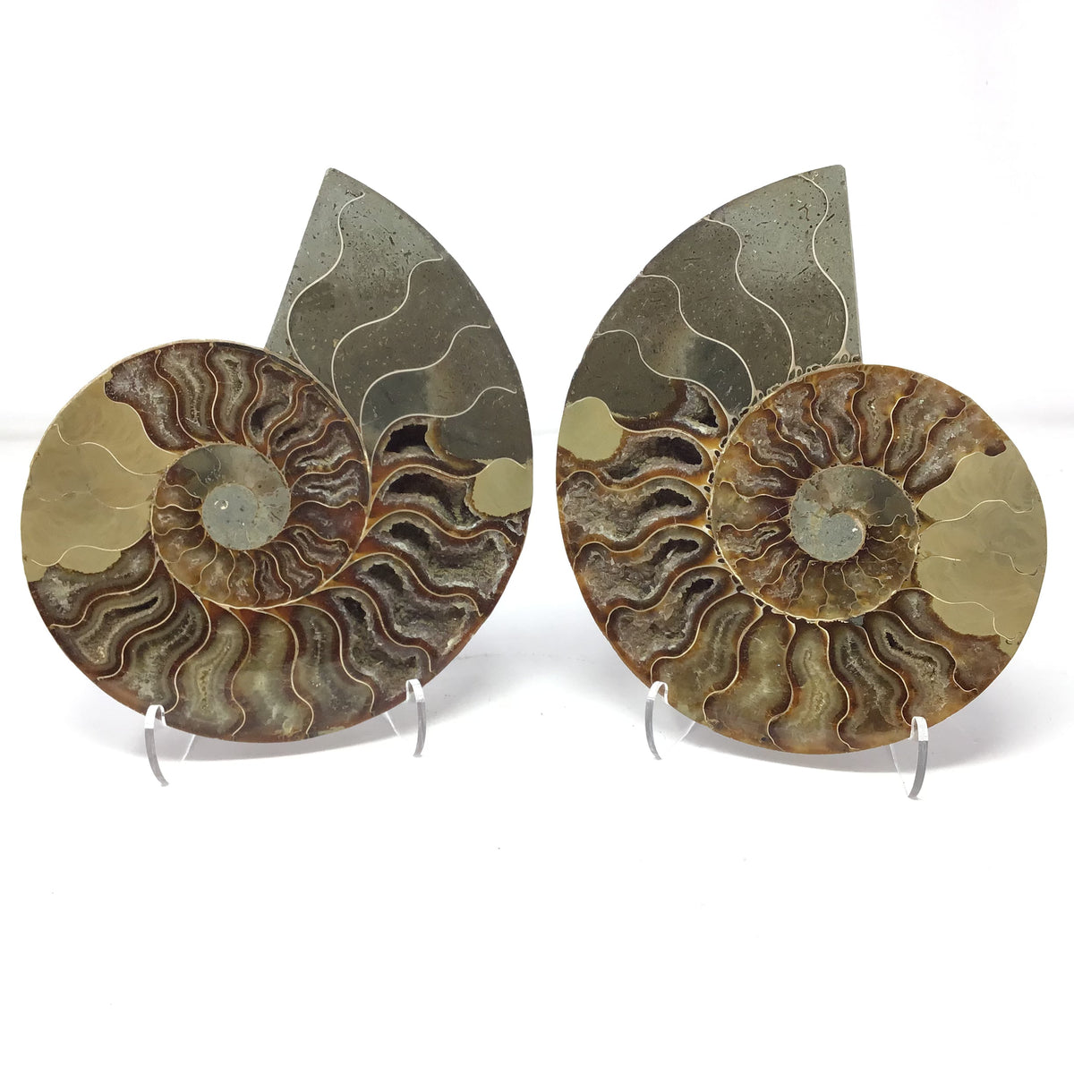 Ammonite Pairs with Sparkly Calcite Filled Cavities on a Lucite Easel Stand