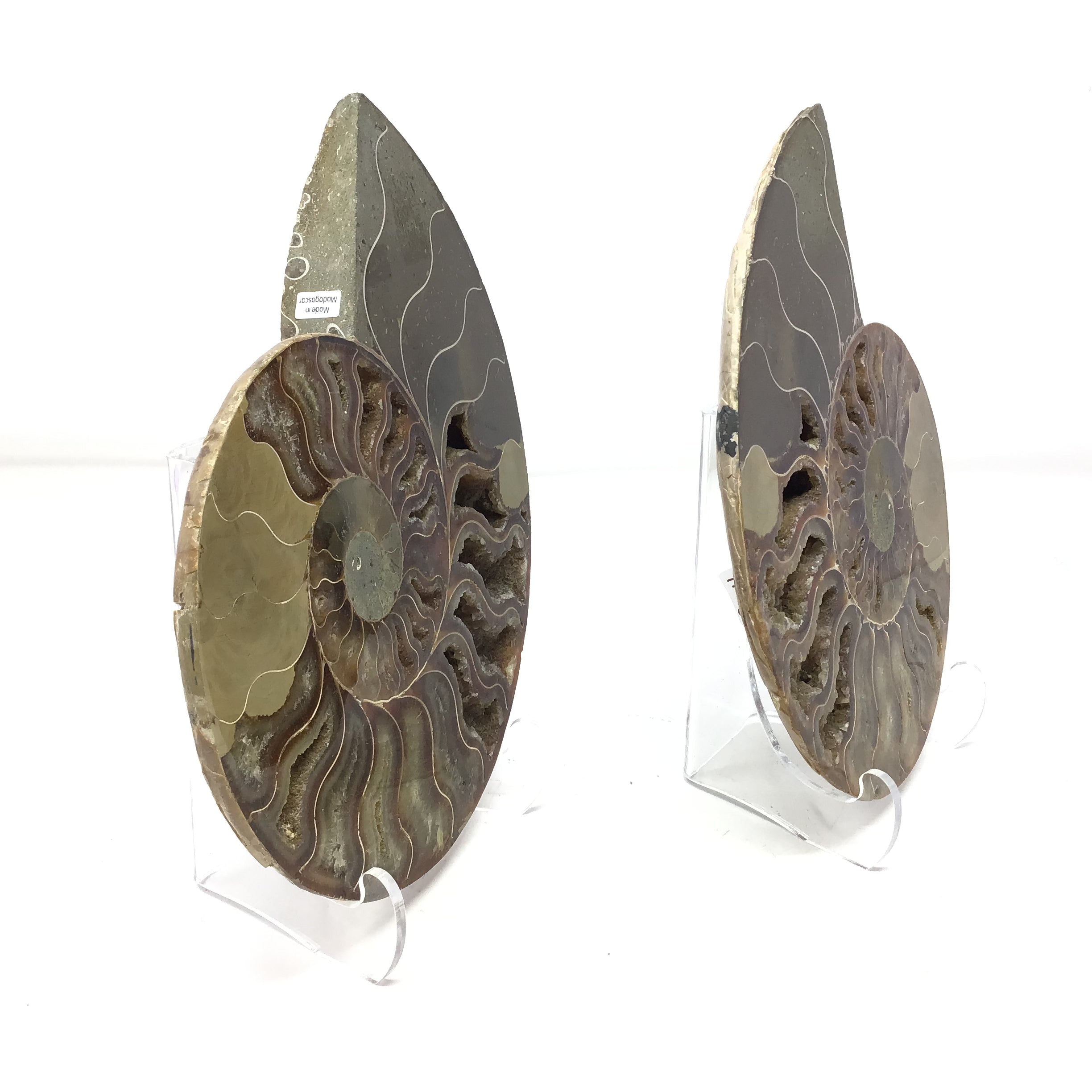 Ammonite Pairs with Sparkly Calcite Filled Cavities on a Lucite Easel Stand