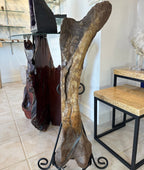 Hadrosaur Femur