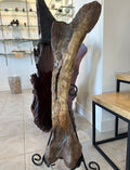Hadrosaur Femur