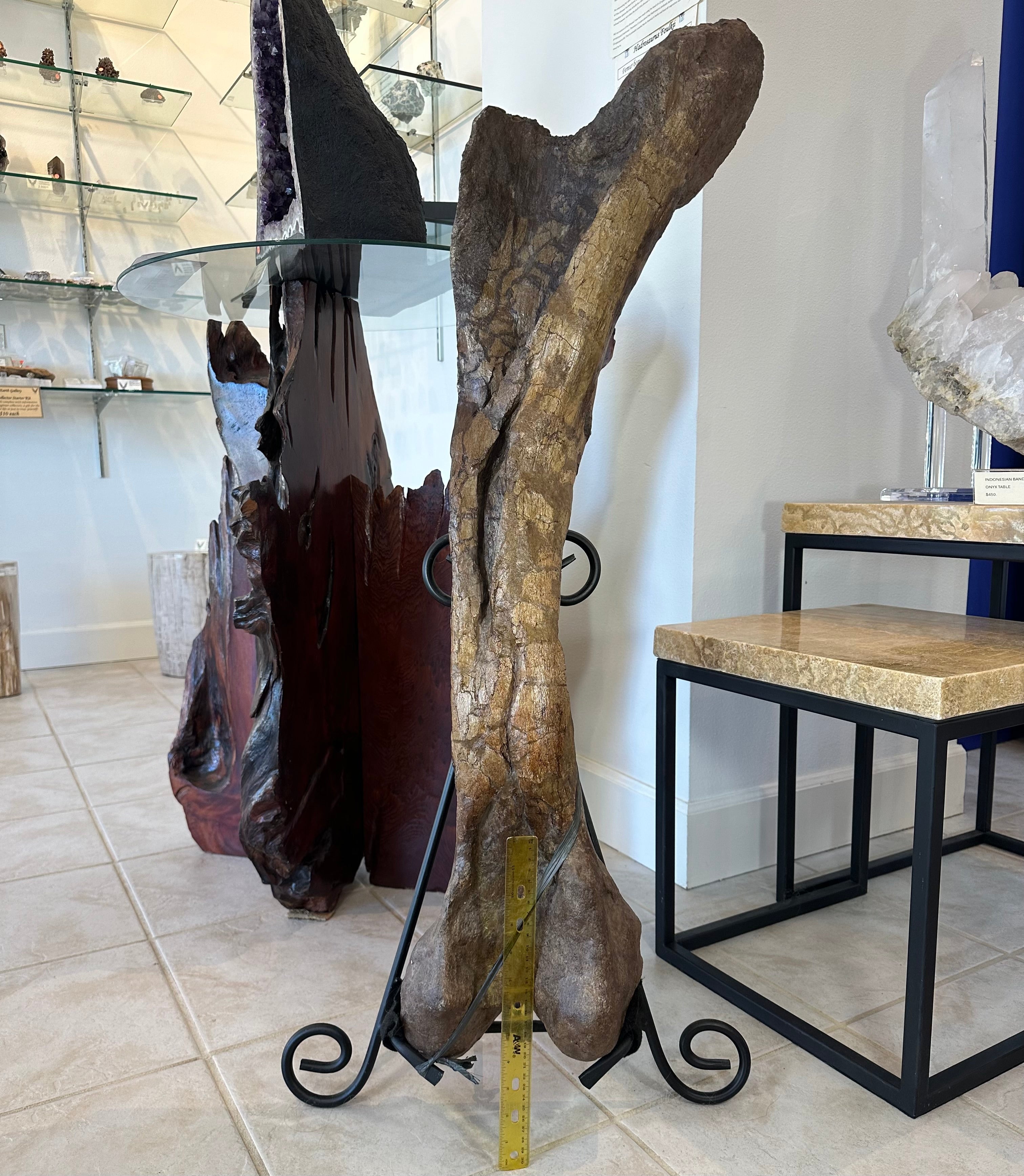 Hadrosaur Femur