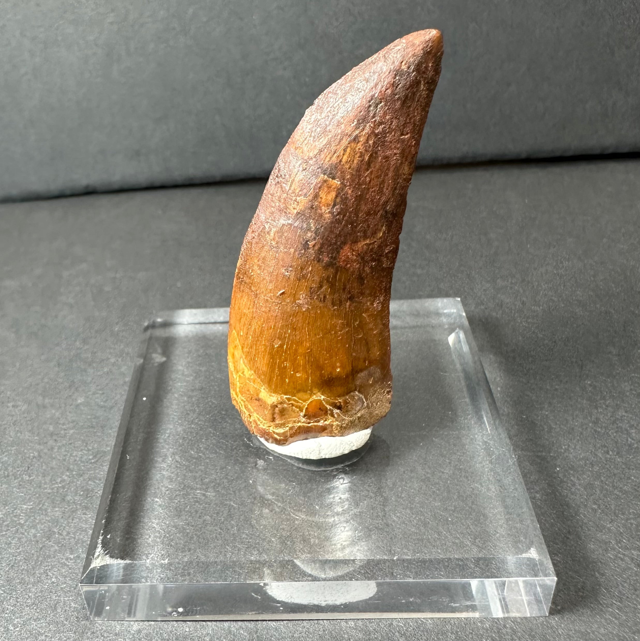 Carcharodontosaurus Tooth