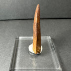 Carcharodontosaurus Tooth