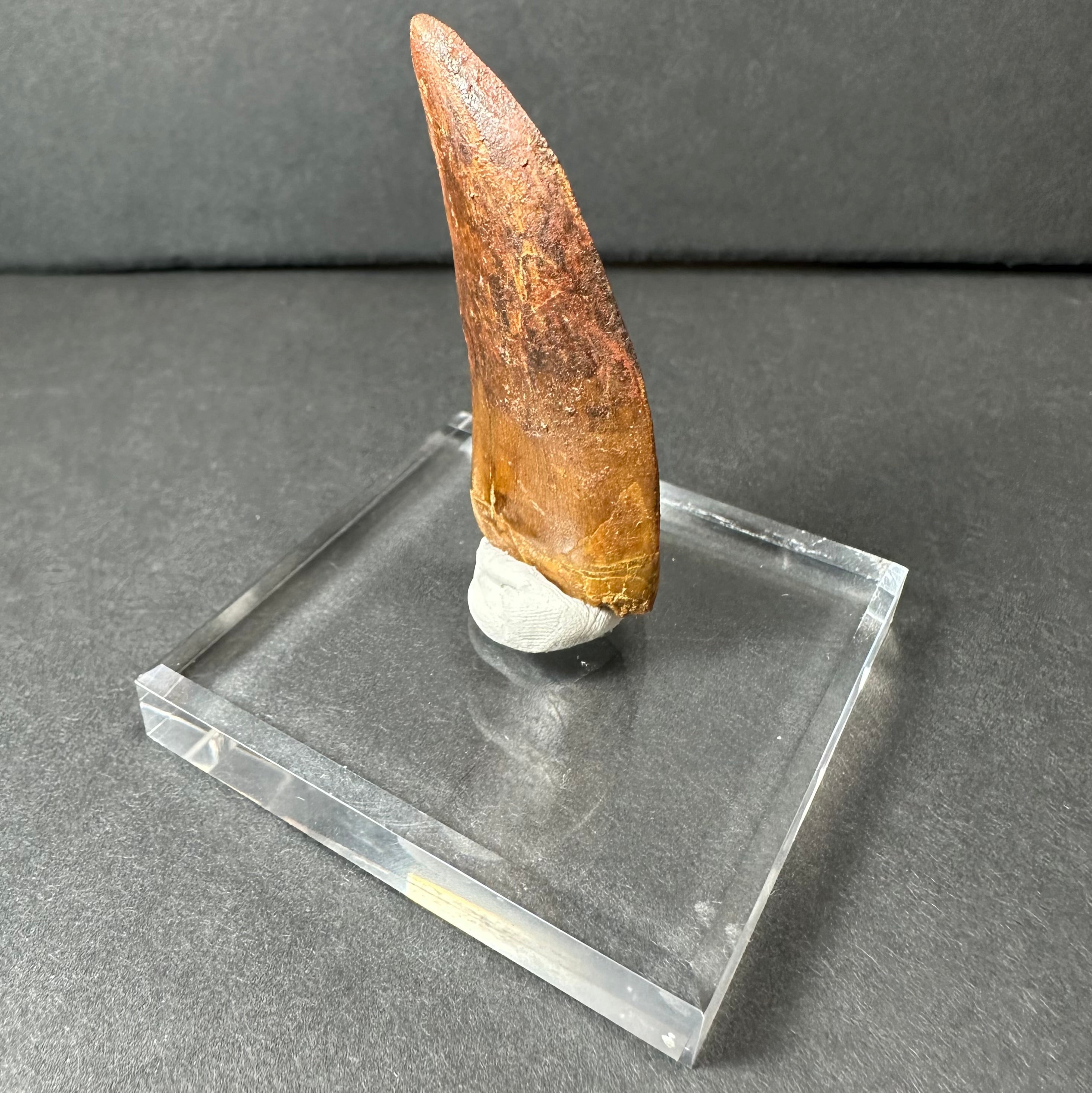 Carcharodontosaurus Tooth