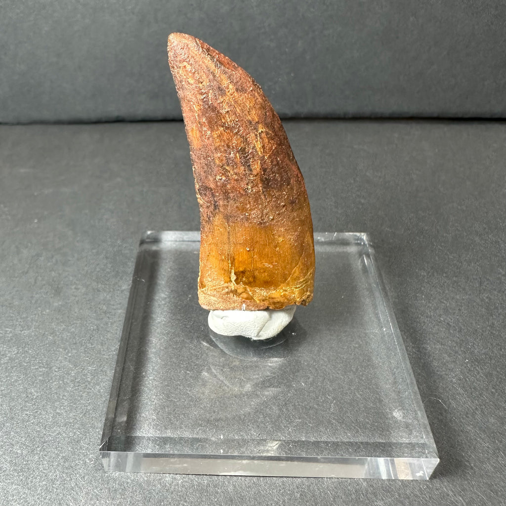 Carcharodontosaurus Tooth