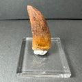 Carcharodontosaurus Tooth