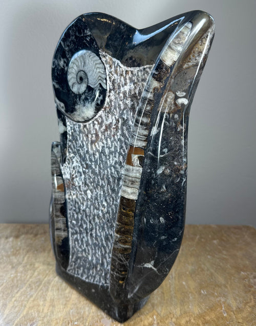 Ammonite Fossils in Matrix Sculpture