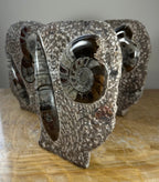 Ammonite Fossils in Matrix Sculpture