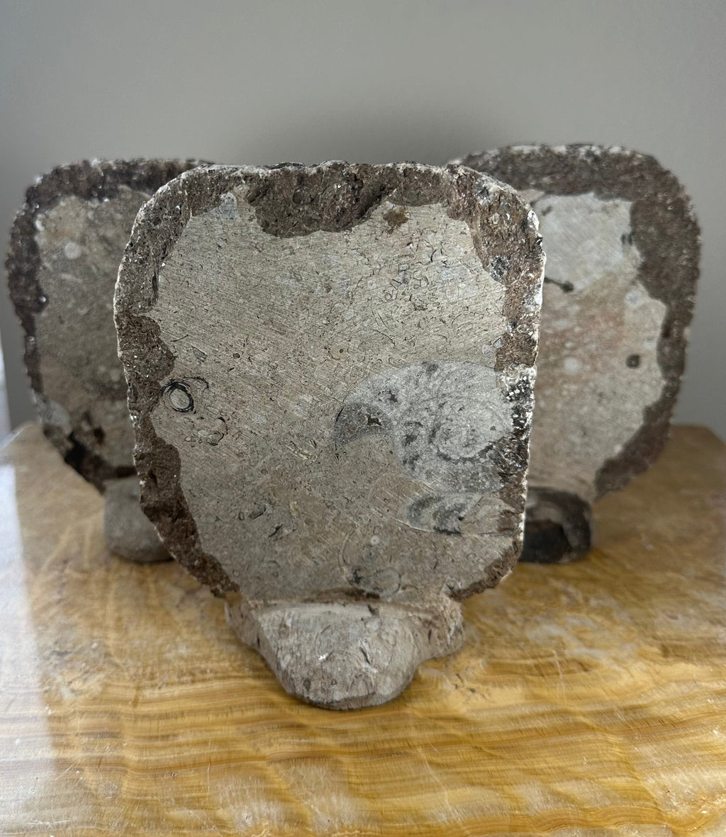 Ammonite Fossils in Matrix Sculpture