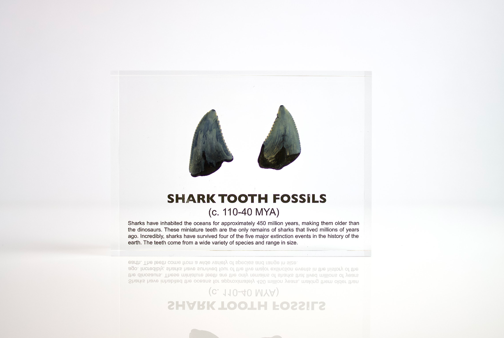 Shark Tooth Fossils