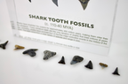 Shark Tooth Fossils
