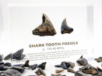 Shark Tooth Fossils