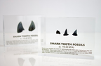 Shark Tooth Fossils