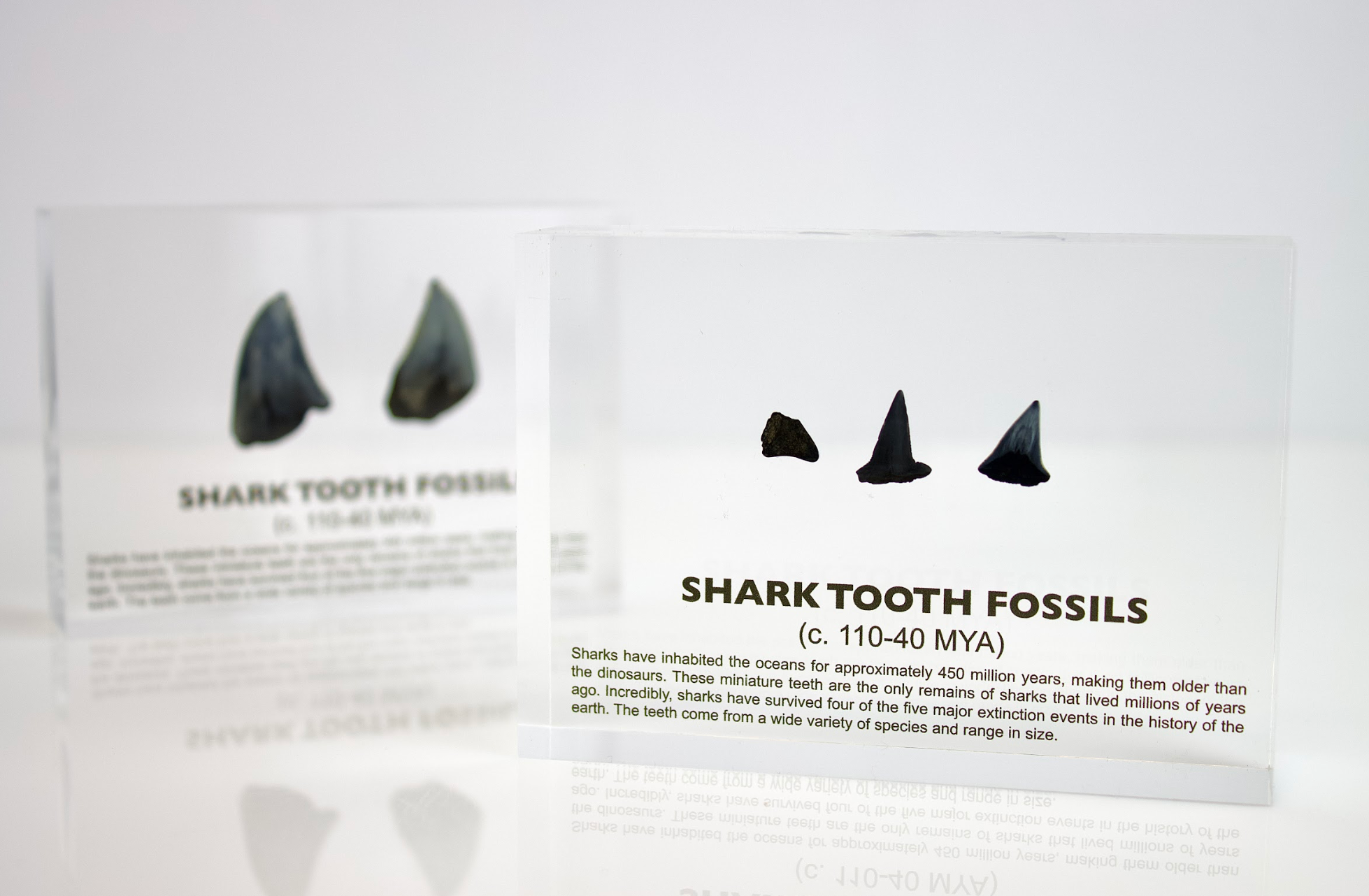 Shark Tooth Fossils