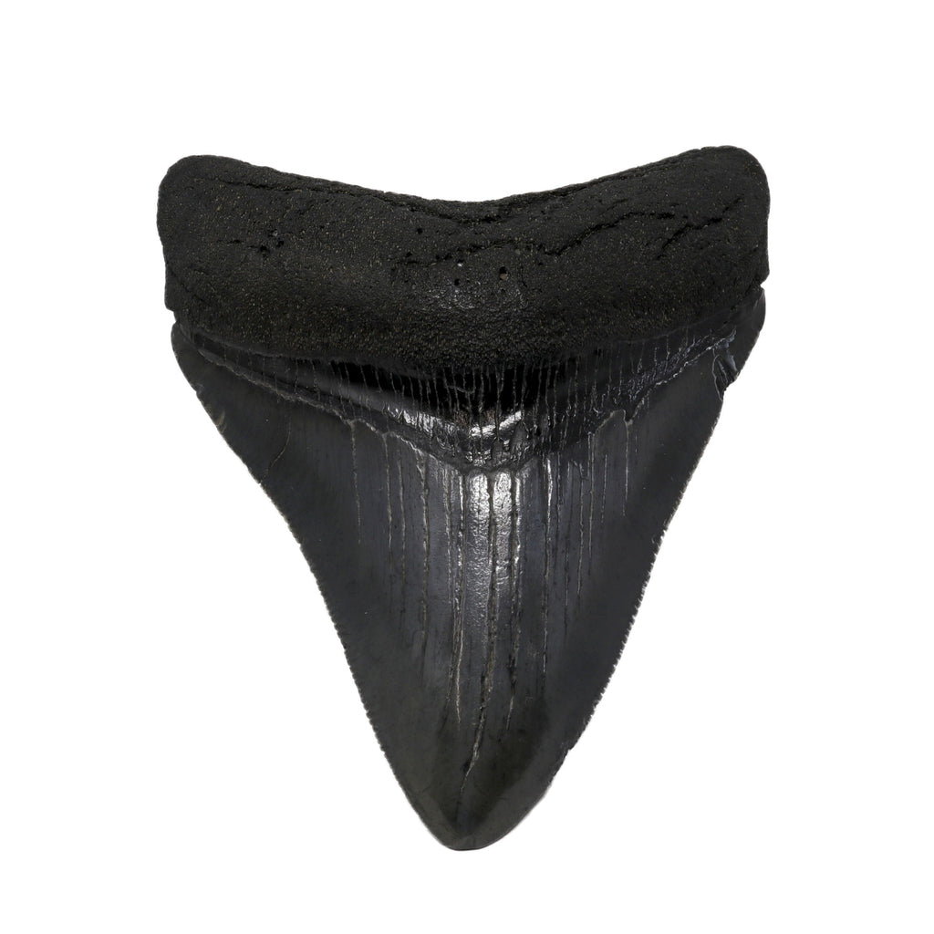 Megalodon Shark Tooth A+ Quality from South Carolina