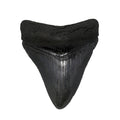 Megalodon Shark Tooth A+ Quality from South Carolina