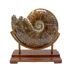 Ammonite Fossil Polished with High-Quality Sutures on Custom Stand