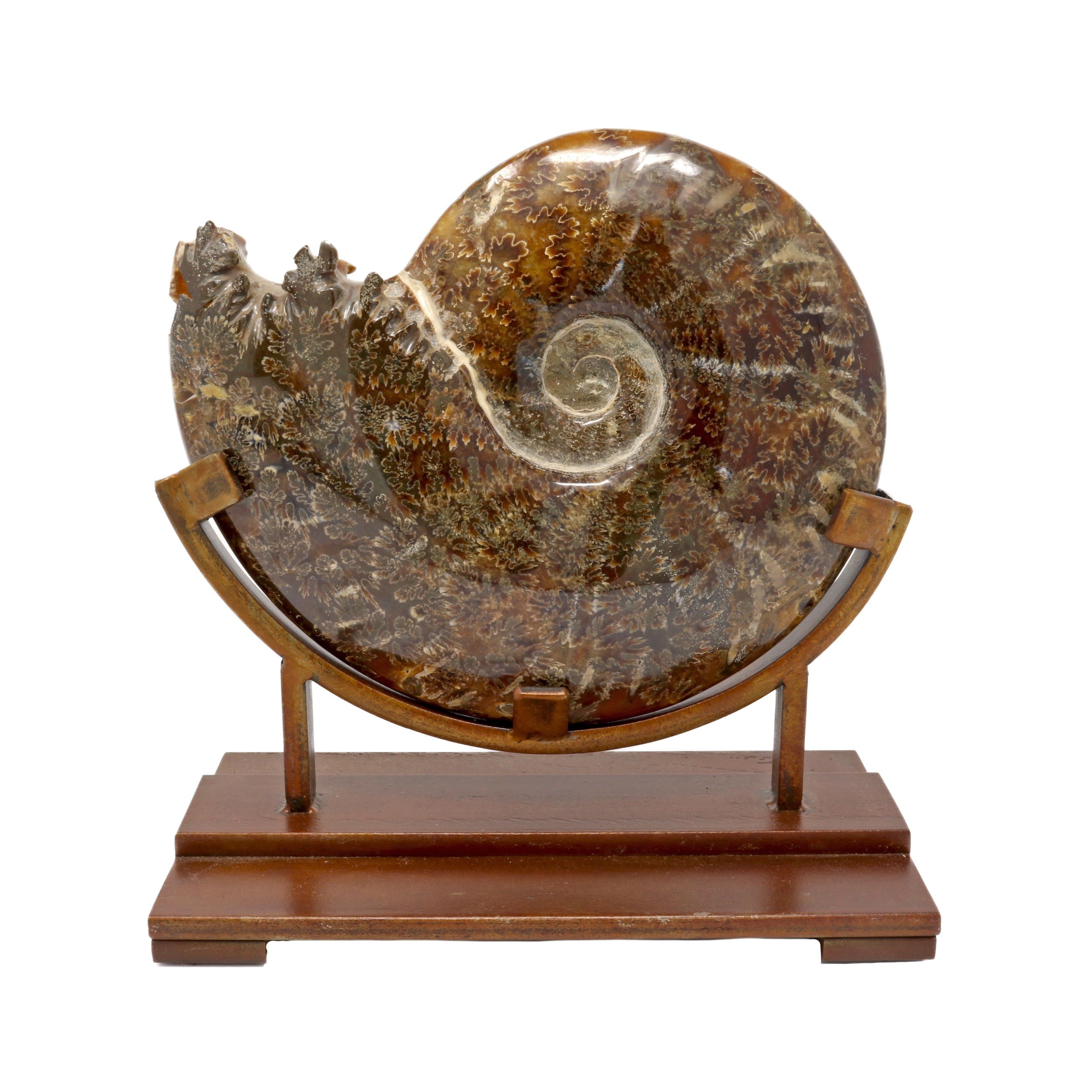 Ammonite Fossil Polished with High-Quality Sutures on Custom Stand