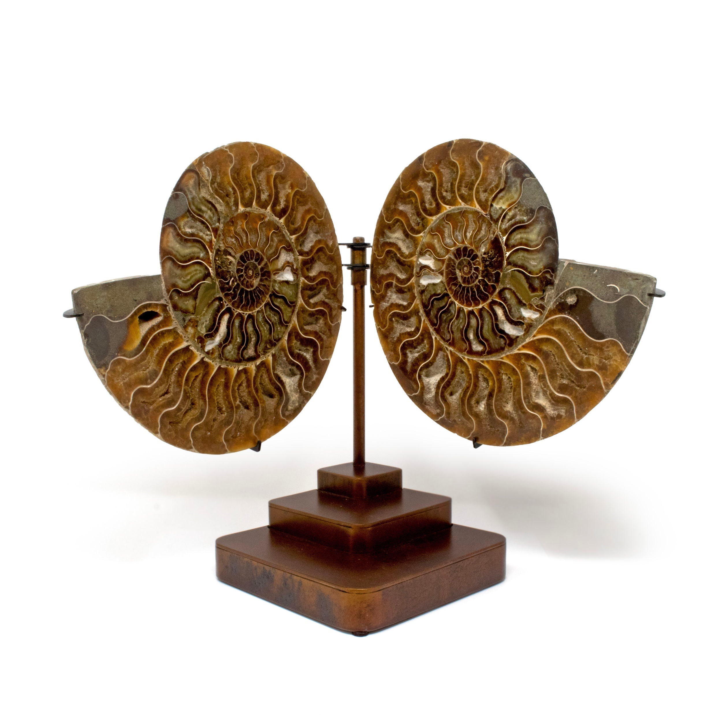 Ammonite Fossil Pair Rich Sienna Brown Hue with Taupe and White Inclusions on a Custom Pivot Stand with Rust Patina Finish