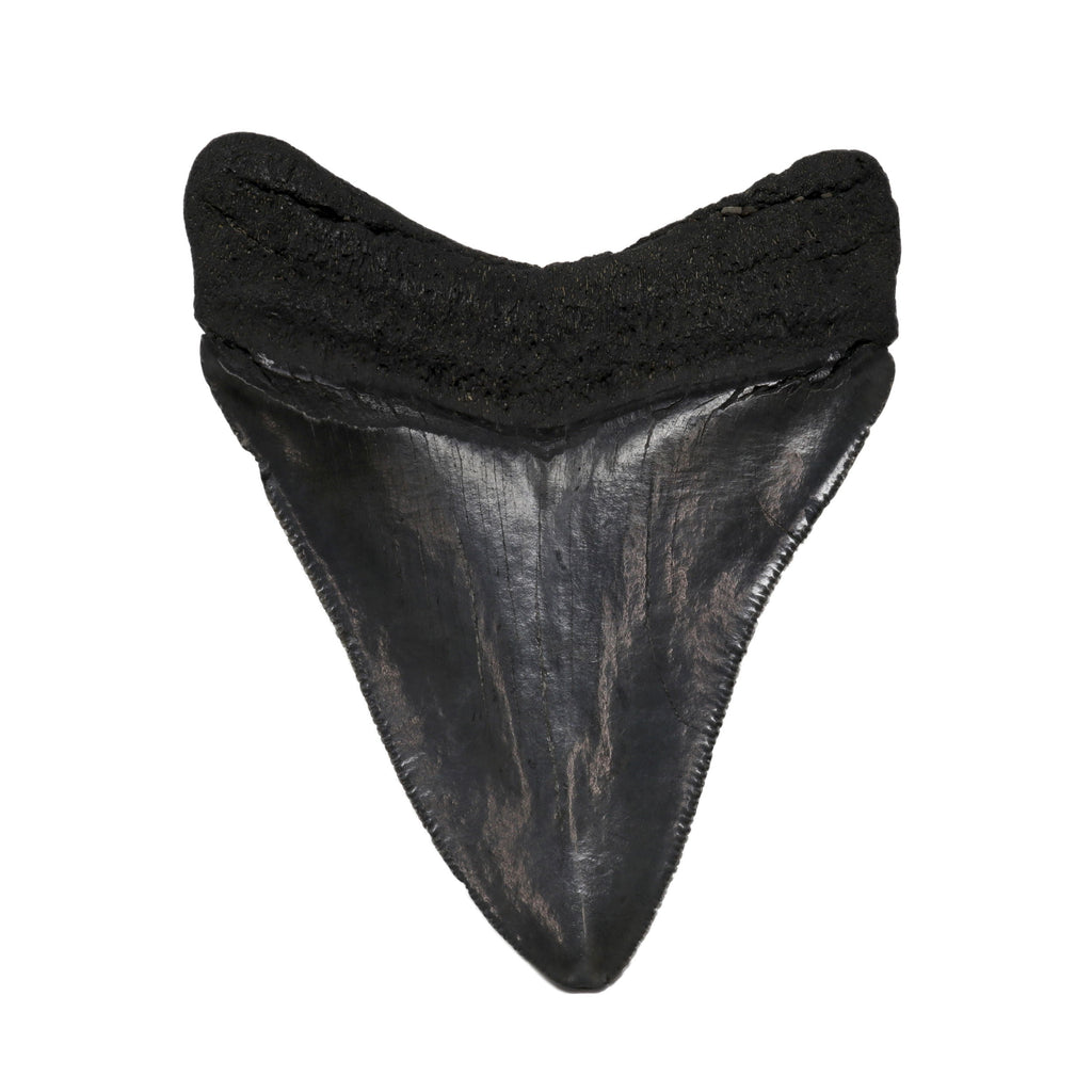 Megalodon Shark Tooth A+ Quality from South Carolina