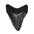 Megalodon Shark Tooth A+ Quality from South Carolina