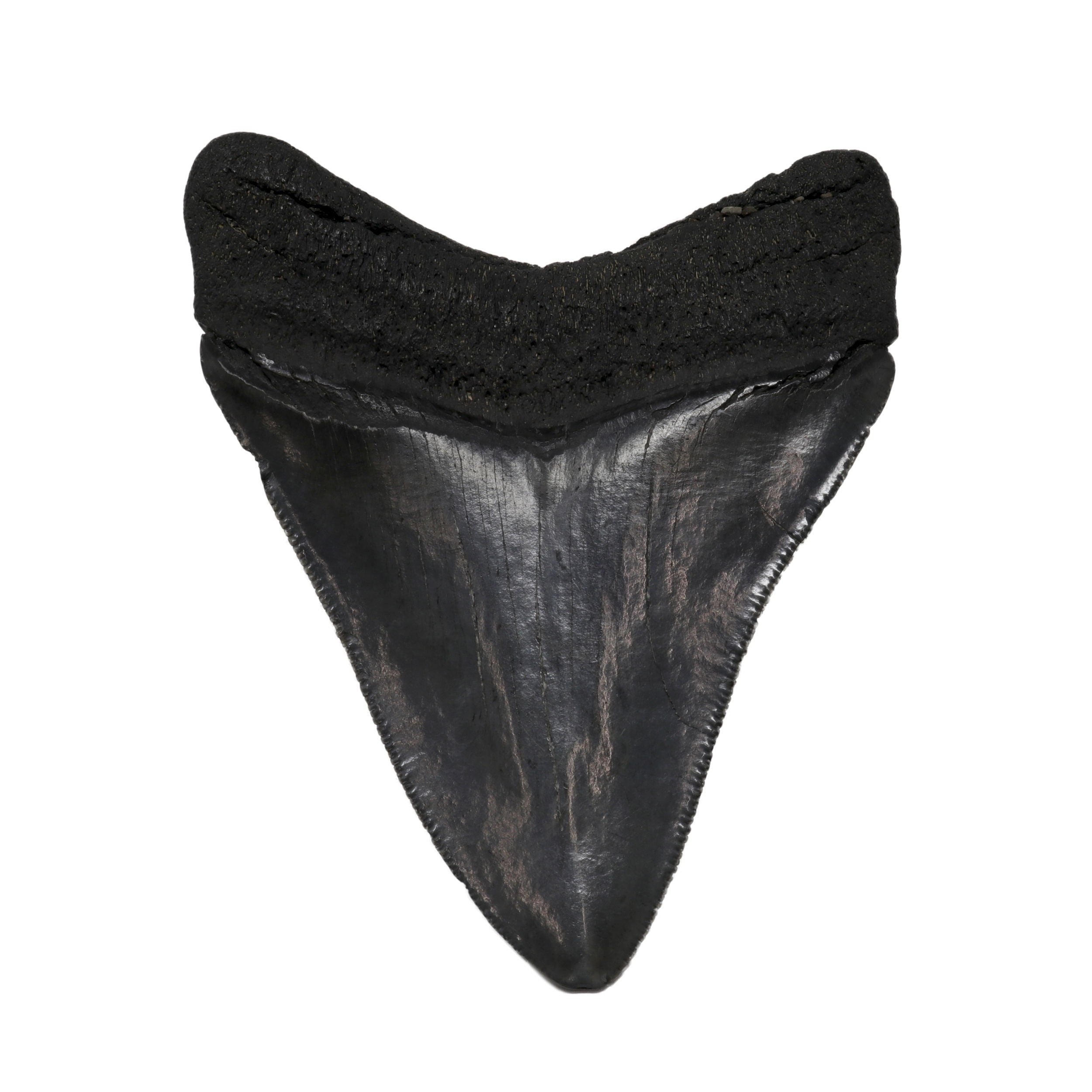 Megalodon Shark Tooth A+ Quality from South Carolina