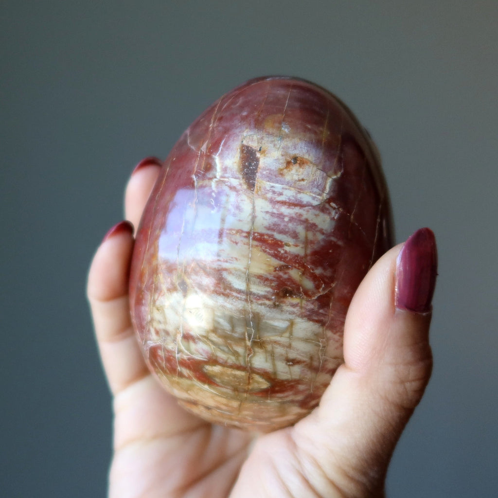 Petrified Wood Egg
