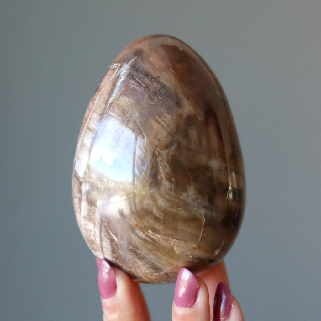 Petrified Wood Egg