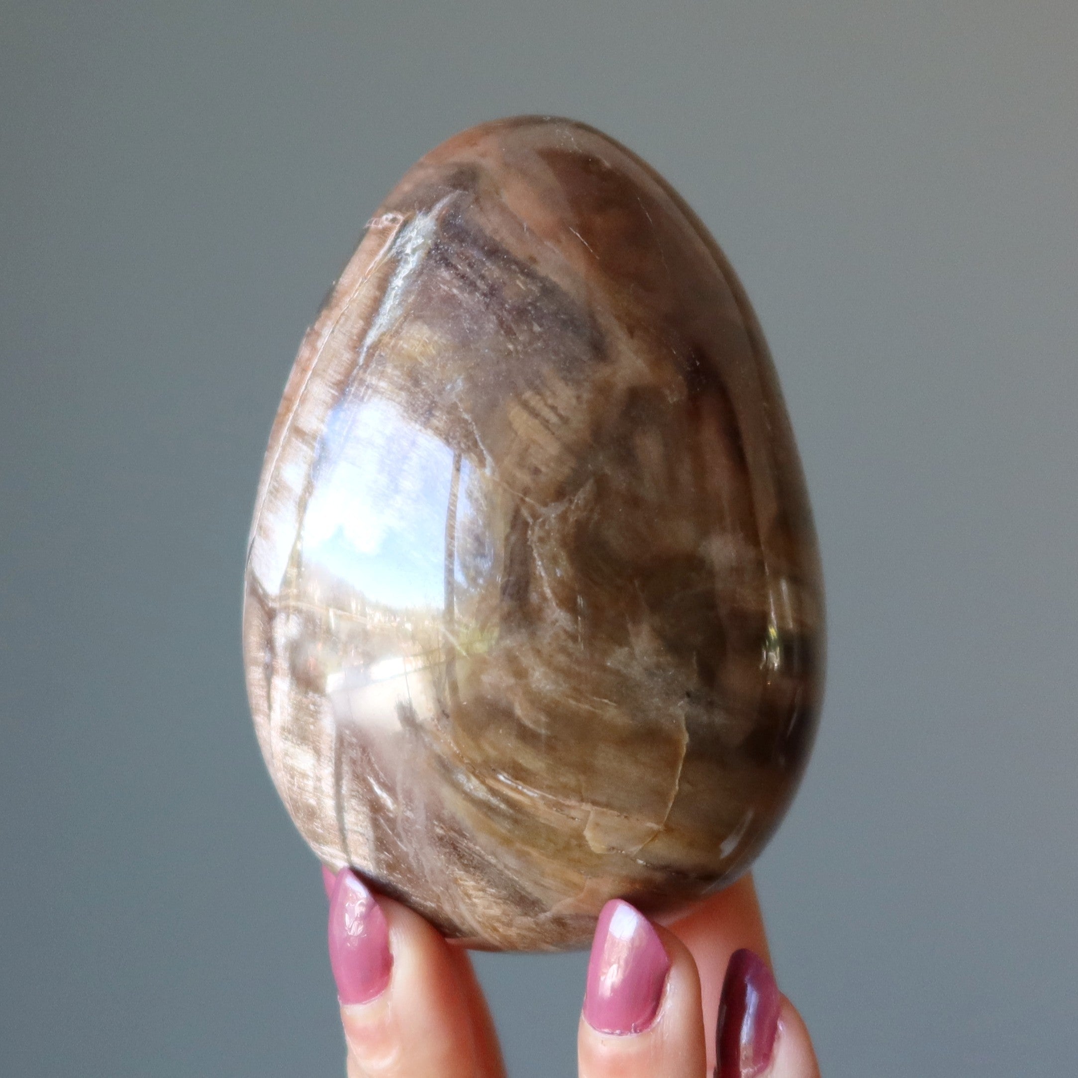 Petrified Wood Egg