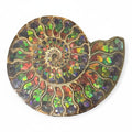 Ammonite Polished Fossil Half Inlaid with Gem Quality Ammolite