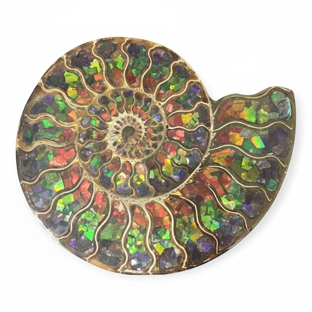 Ammonite Polished Fossil Half Inlaid with Gem Quality Ammolite