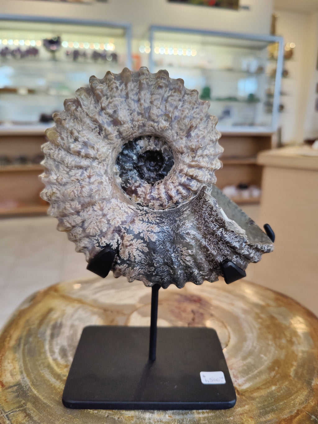 Ammonite Fossil from Madagascar