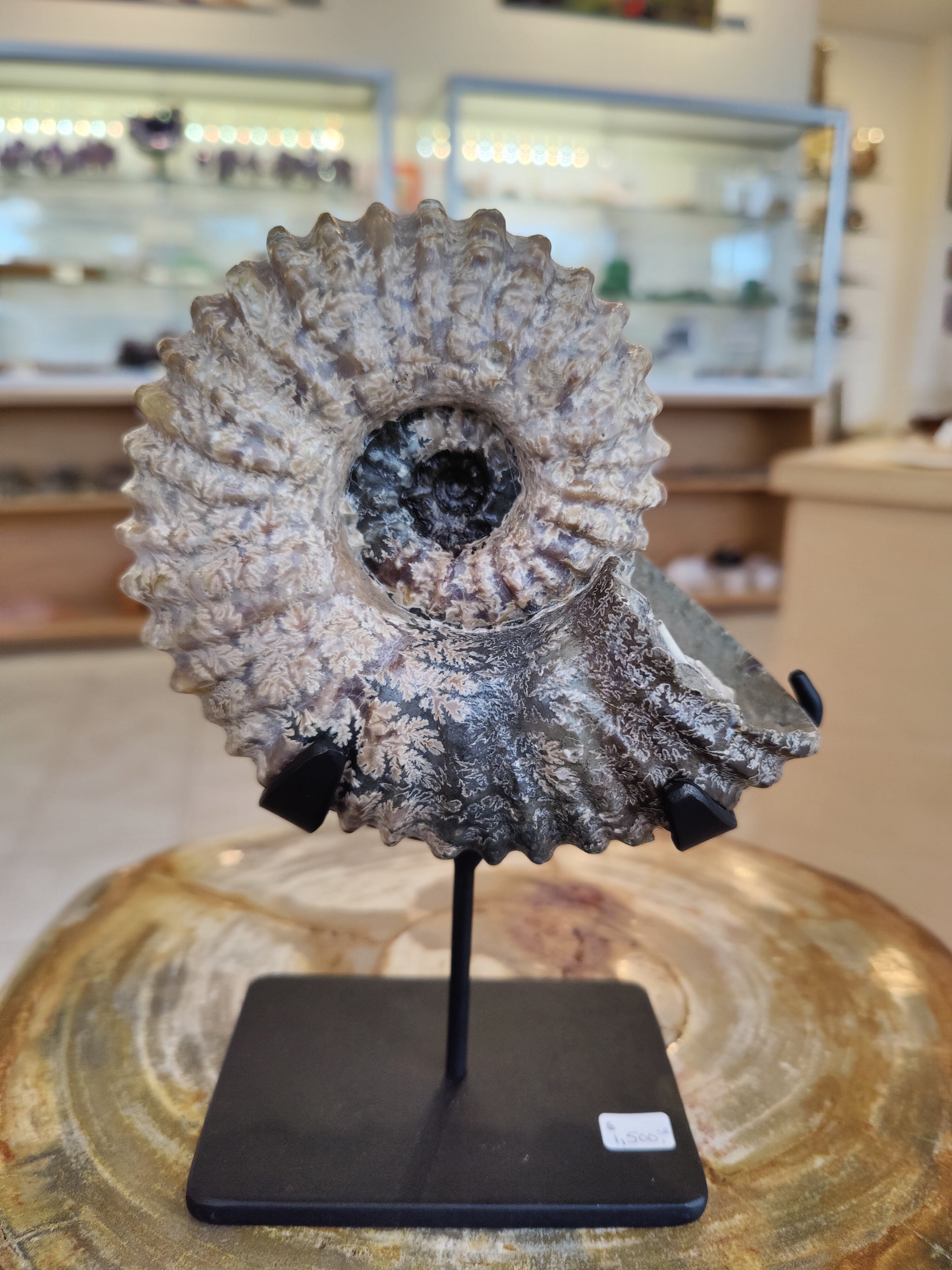 Ammonite Fossil from Madagascar