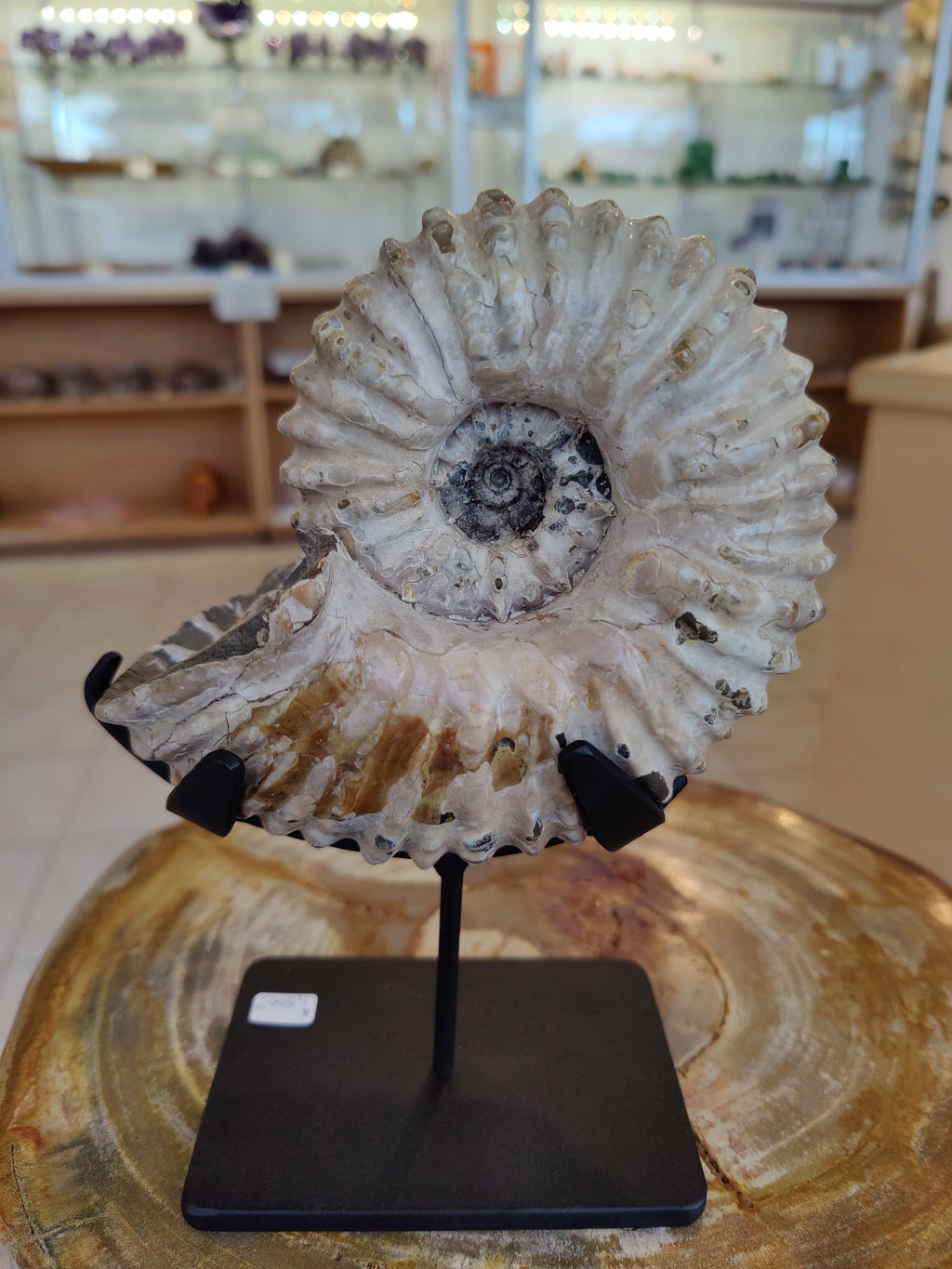 Ammonite Fossil from Madagascar