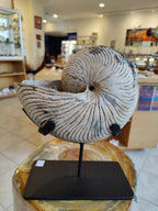 Nautiloid Fossil from Madagascar