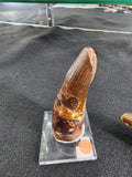 Spinosaurus Tooth