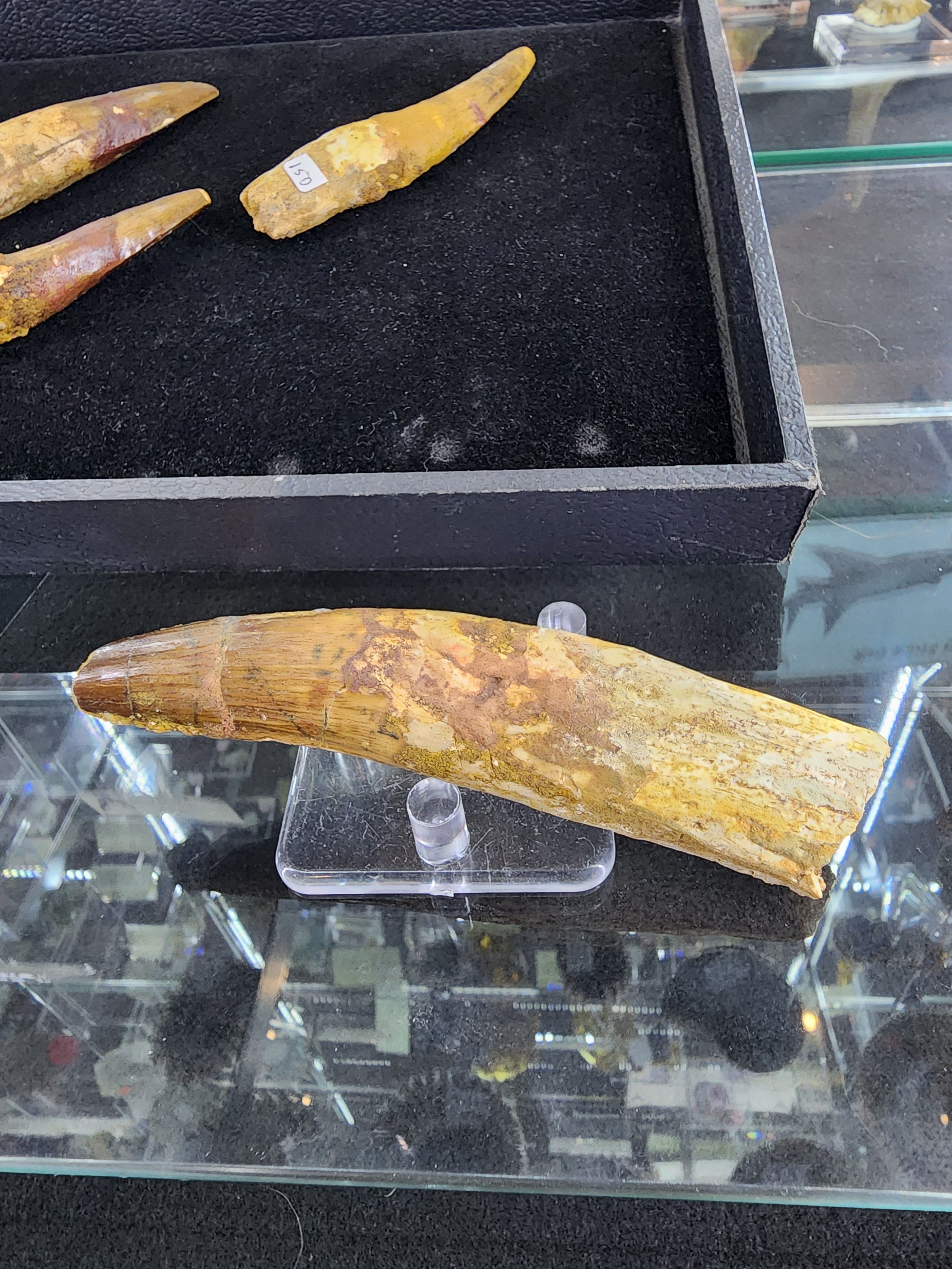 Spinosaurus Tooth