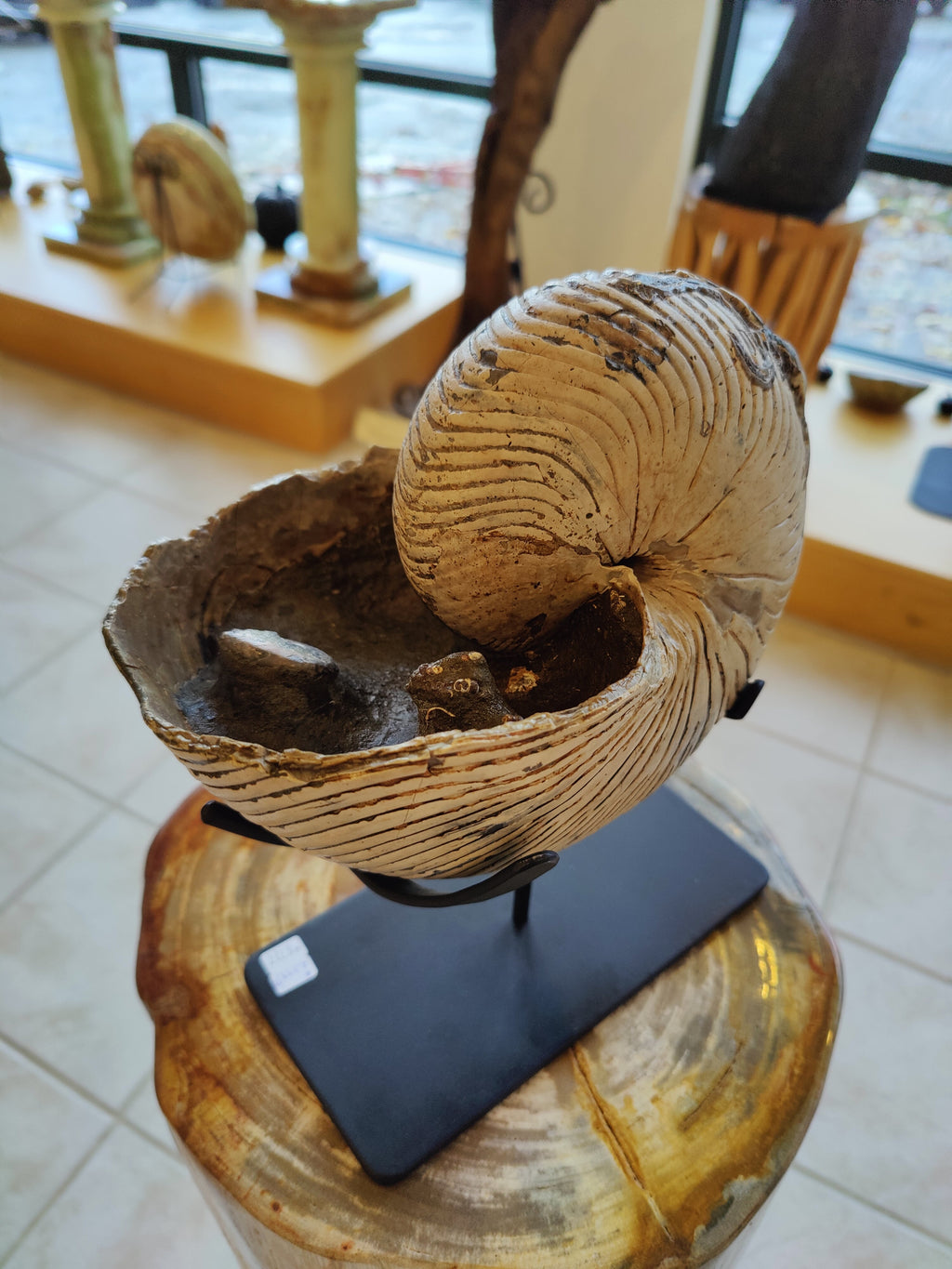 Nautiloid Fossil from Madagascar