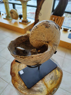 Nautiloid Fossil from Madagascar