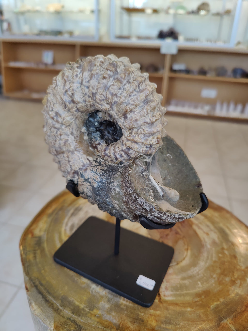 Ammonite Fossil from Madagascar